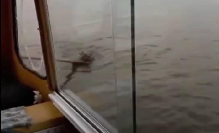 Gatto selvatico in acqua