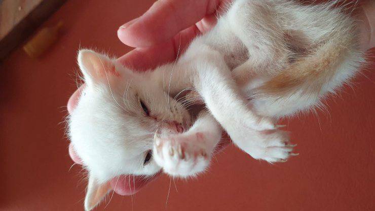 gattino grande come il palmo di una mano