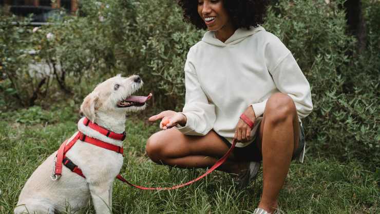 Il cane può capire il concetto di ripetizione