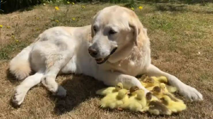 Labrador con anatroccoli 