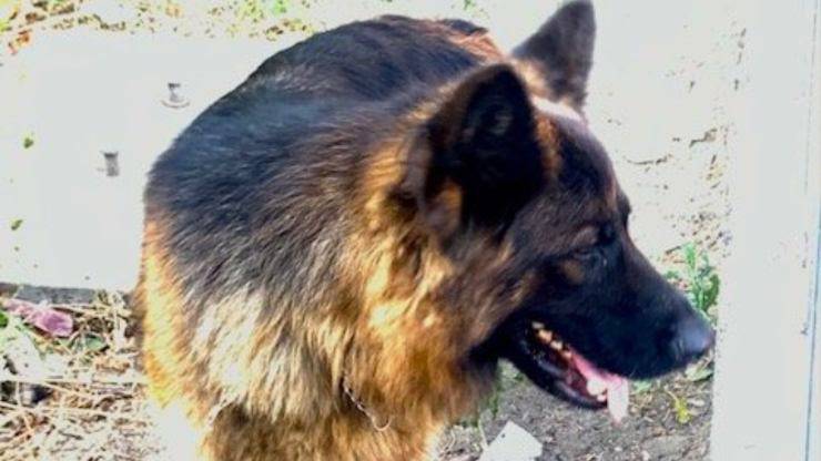 cane abbandonato reggio emilia