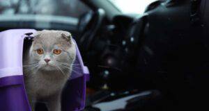 Perché il gatto non vuole viaggiare in auto