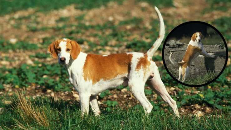 Adottare un Francese bianco e arancio