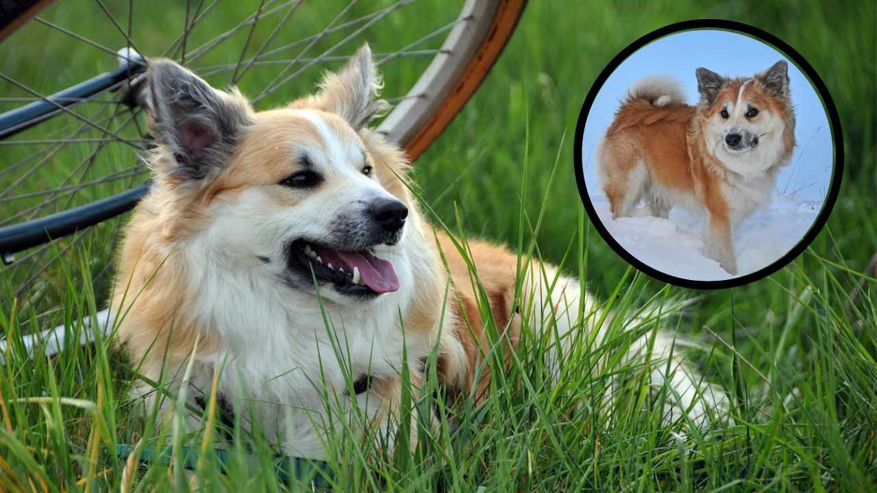 Alimentazione dell'Iceland Dog cibi, dosi e rischi della sua dieta