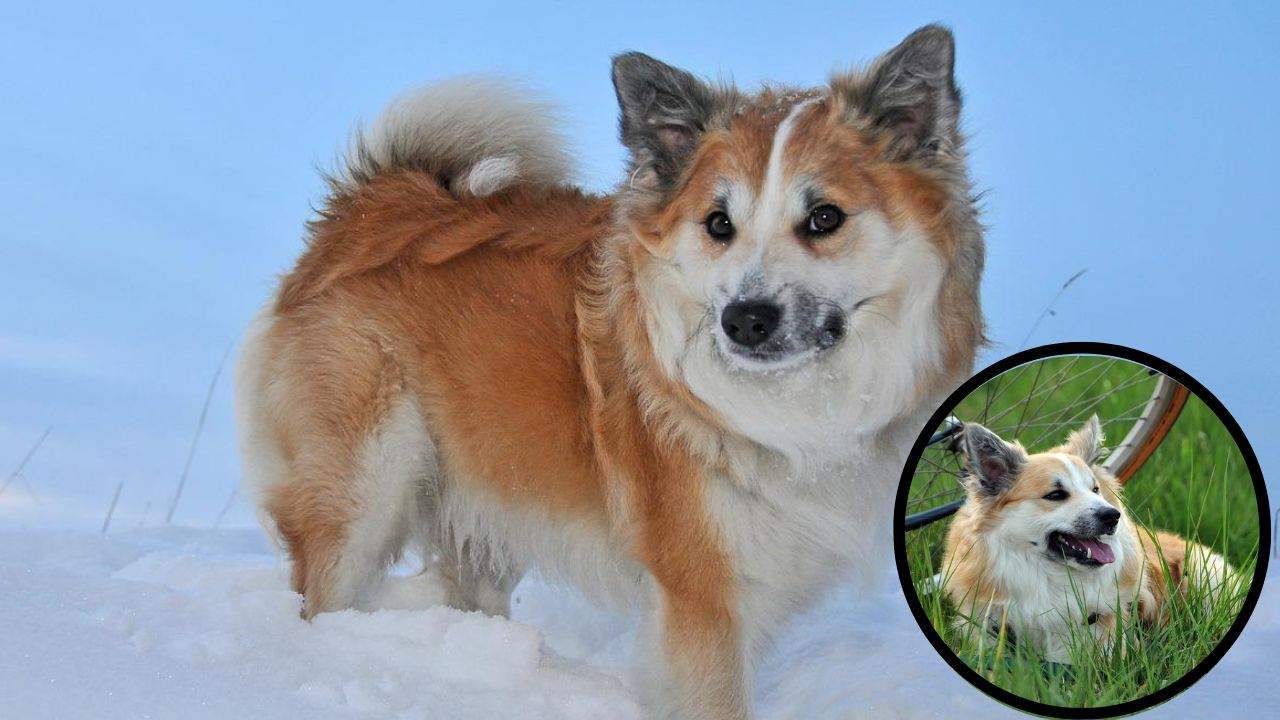 Curiosità sull'Iceland dog nome, storia, origini e altre info utili