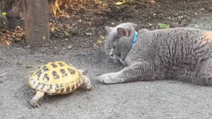 la tortuga juega con el gato