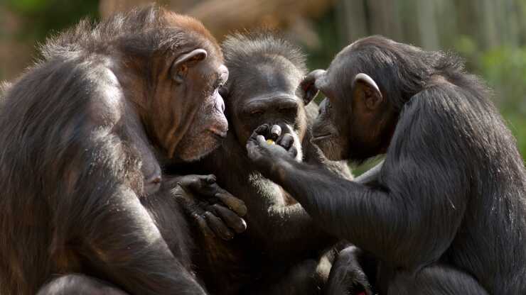 Bonobo amicizia pranzo