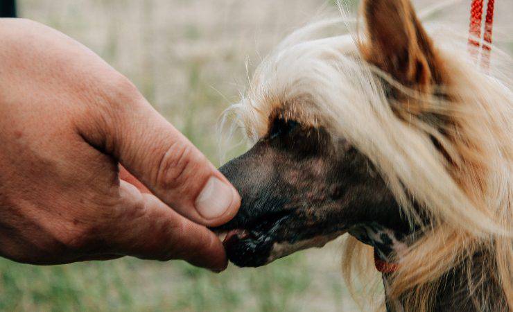 Chinese Crested dog mangia