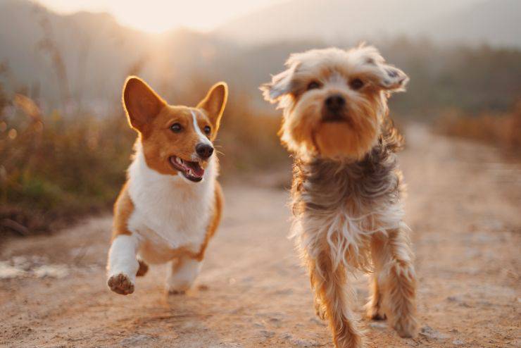 Cagnolini corrono insieme