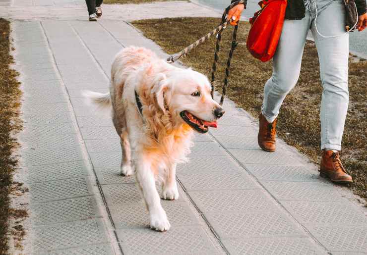 Razze di cani che amano passeggiare