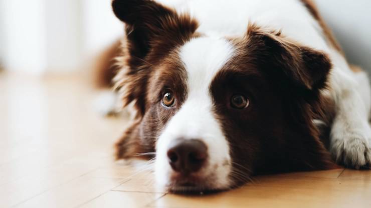 Tumore alla milza nel cane