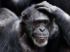 Scimmie capiscono ciò che pensiamo