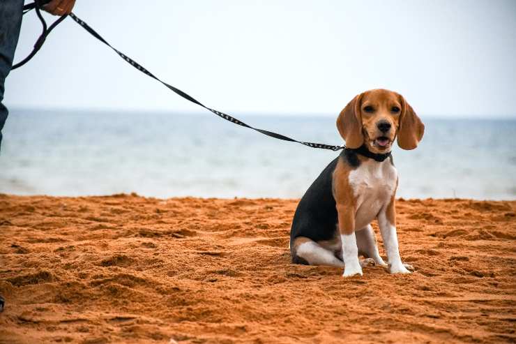 Esemplare sulla spiaggia