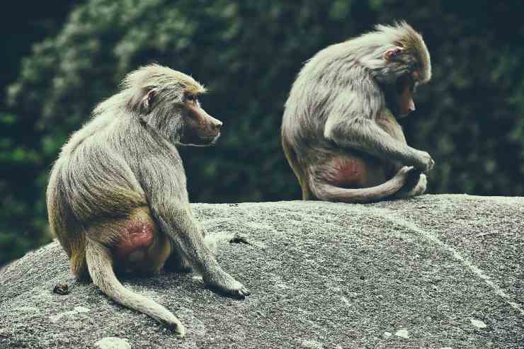Scimmie si muovono insieme