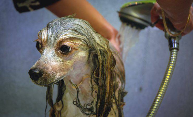 bagnetto del chinese crested dog