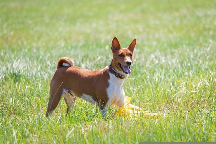 Razze canine che vogliono uscire spesso