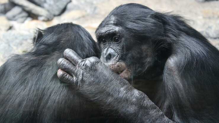 Bonobo femmine solidarietà femminile
