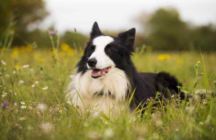 Empathy dog cani Duma Pedro