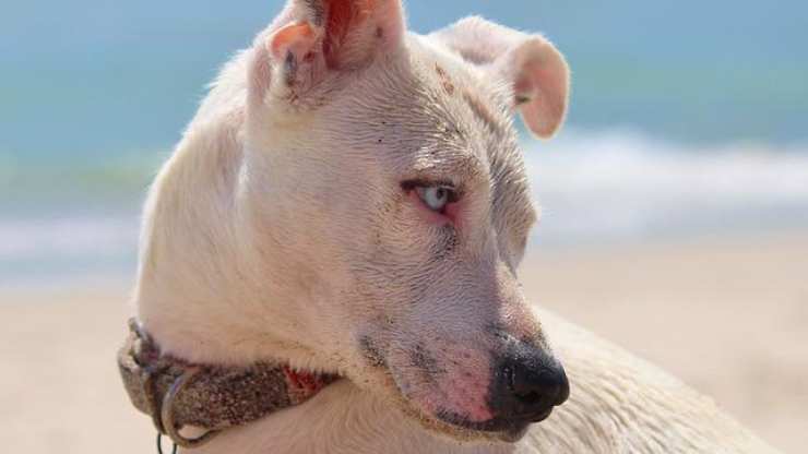 cane al mare