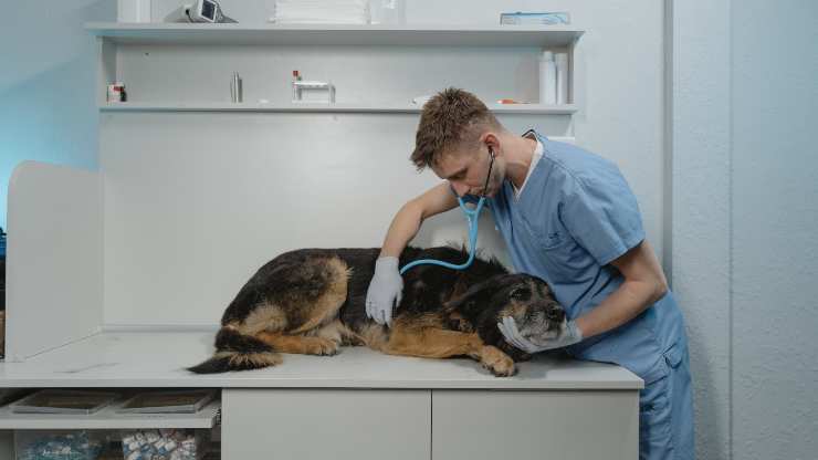 cane dal veterinario