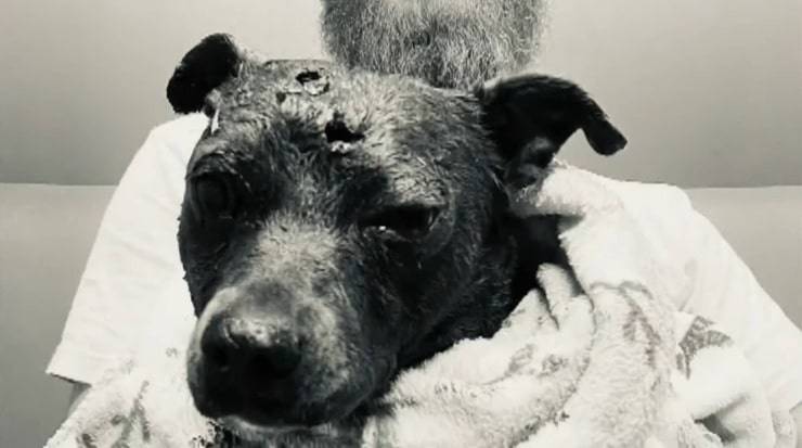 Un cane eroe ha perso la vita per salvare 4 bambini da un puma (Sreen Video) 