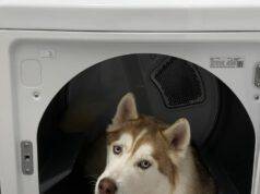 cane jasper finisce lavatrice