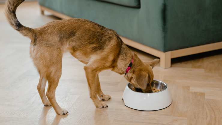 cane mangia