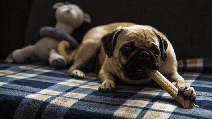 Masticazione del cane