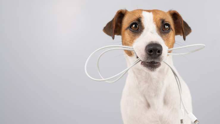 cane morde cavi elettrici
