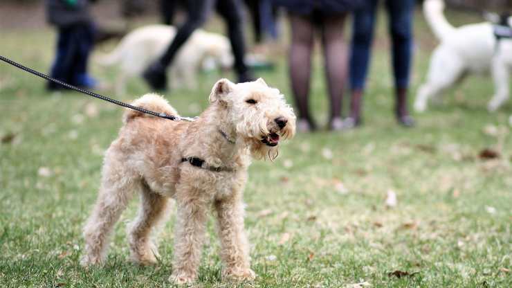 cane nel parco