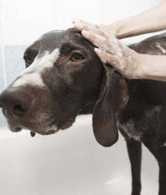 cane non ama bagnetto
