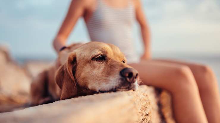 cane può scottarsi il naso 