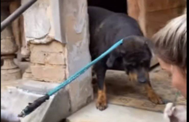 cani in salvo villa abbandonata