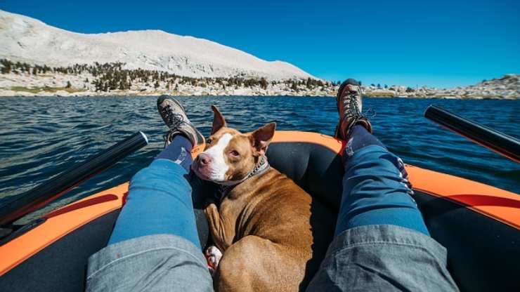 cane sul gommone