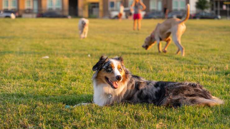 cani al parco