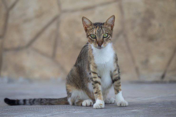 Il comportamento del gatto