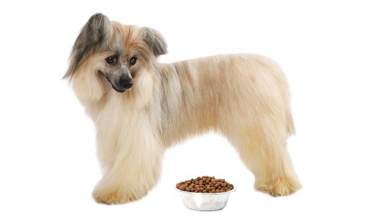 chinese crested dog