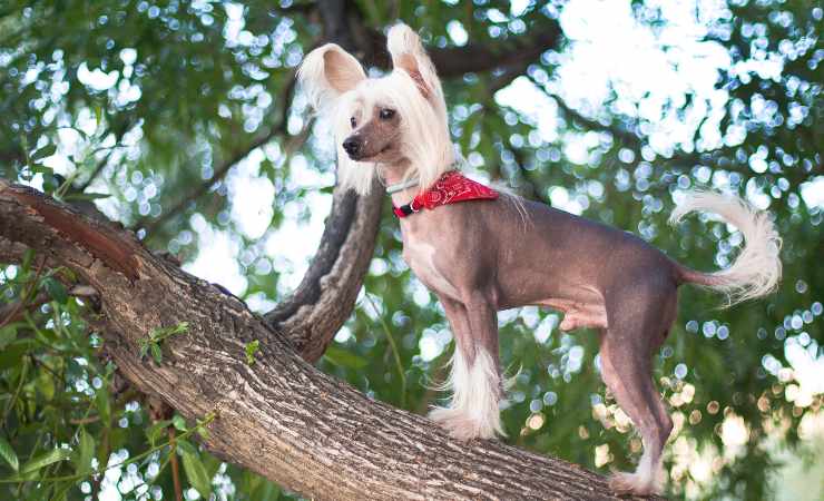 Chinese crested dog