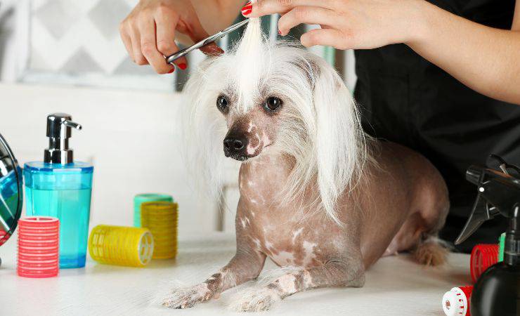 chinese crested dog cura del pelo