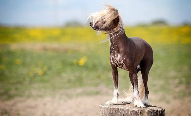 chinese crested dog