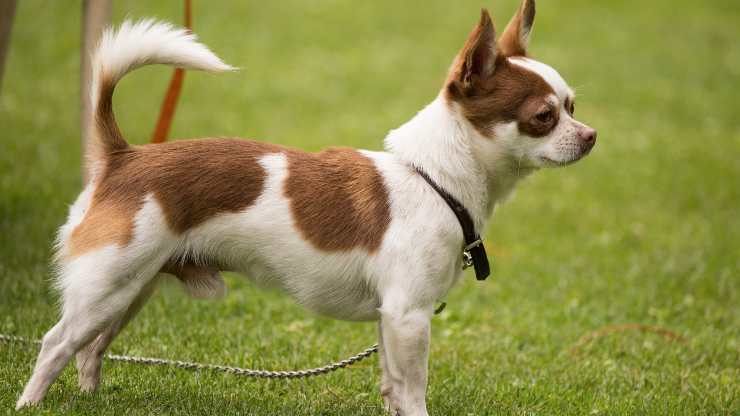 cucciolo al parco prima volta