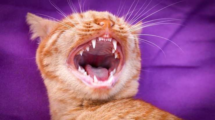 curiosità denti gatti