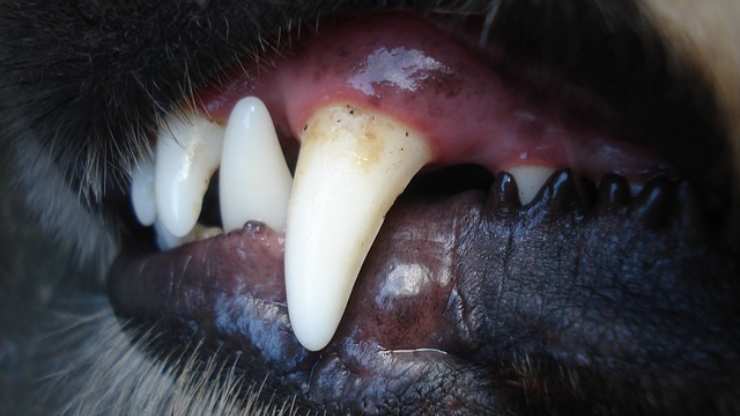 dente cane