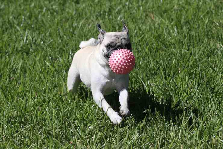 Cagnolino gioca con la palla