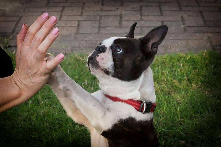 Il cane chiama con le zampe