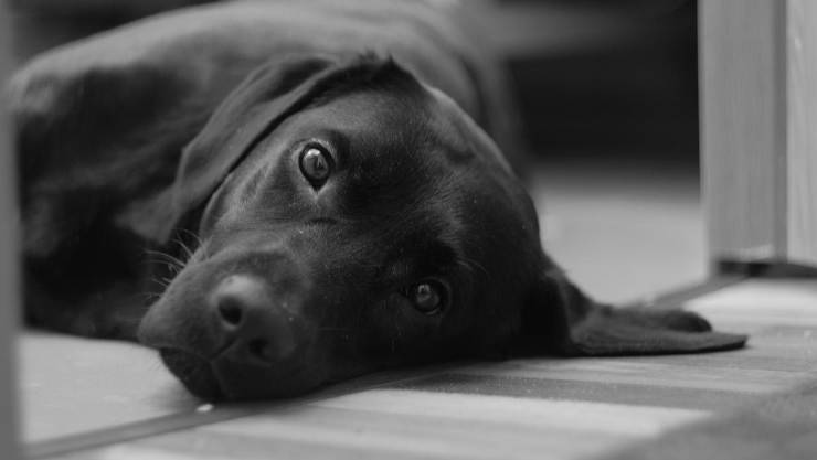cane triste (Foto Pixabay)
