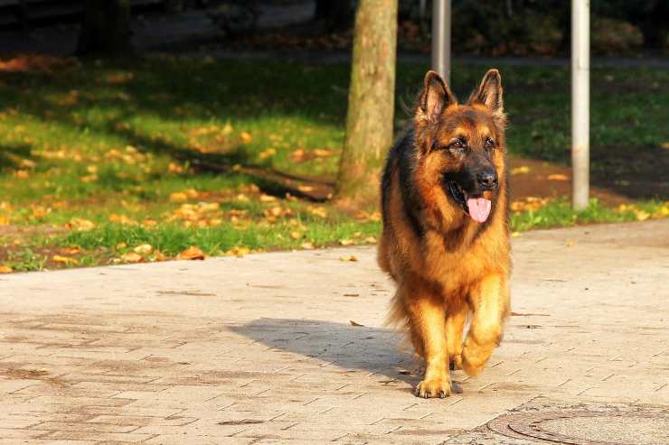 Cane passeggia libero