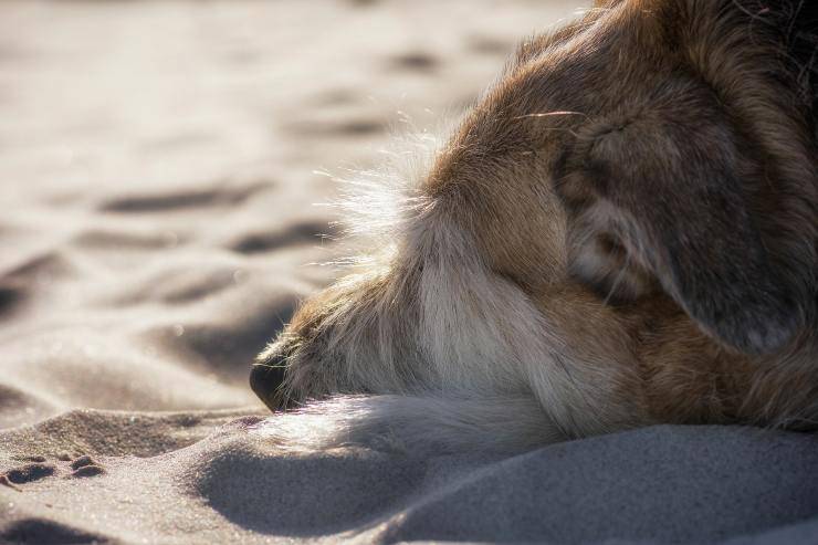 Cane dorme sulla sabbia