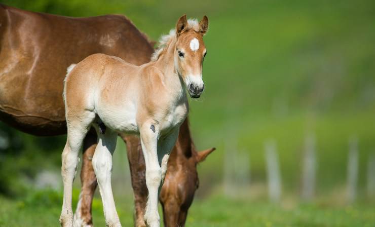 cavallo e puledrino