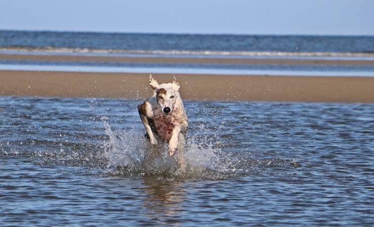 galgo espanol in mare